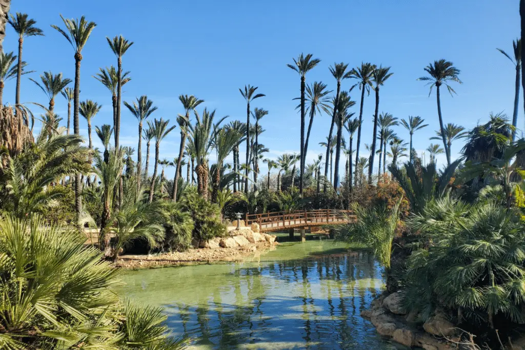 A view over the lake at Parque El Palmeral Alicante, there is a wooden bridge across the lake and lots of palm trees in the background.