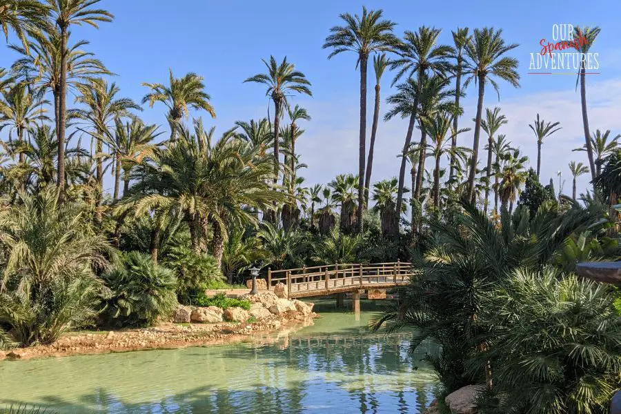 Things to do in Alicante - el palmeral alicante