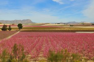 Where to find pink blossoms on the Costa Blanca