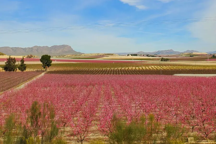 Where to find pink blossoms Costa Blanca