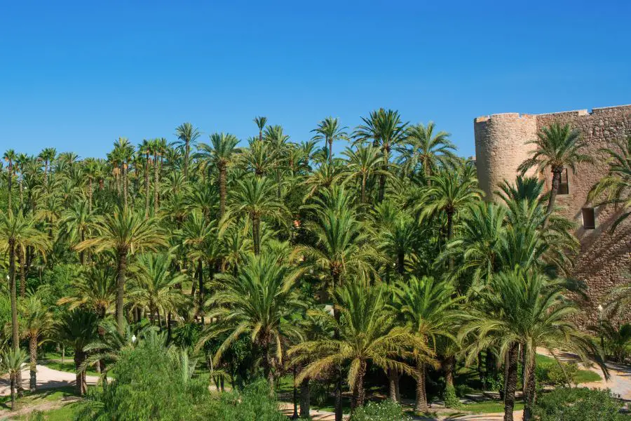 things to do in elche