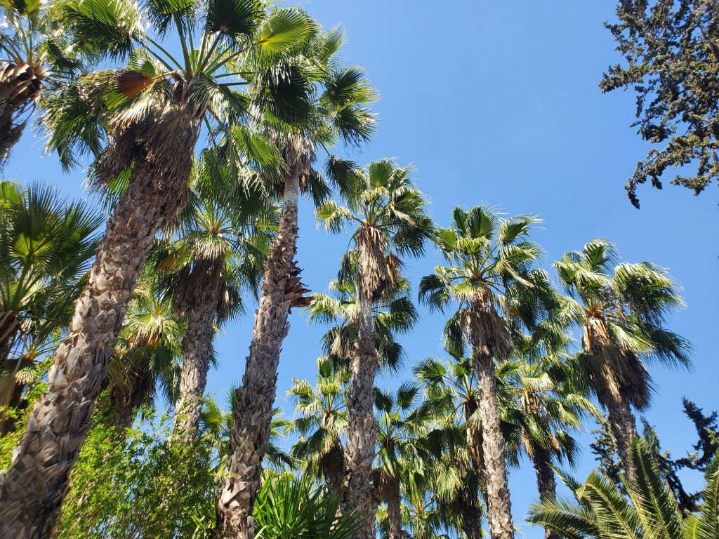 Summer palm trees Costa Blanca