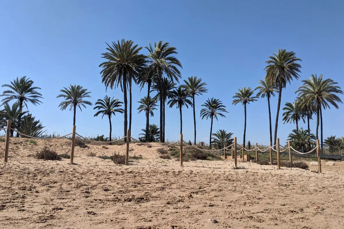 Palms trees on a beach in Spain