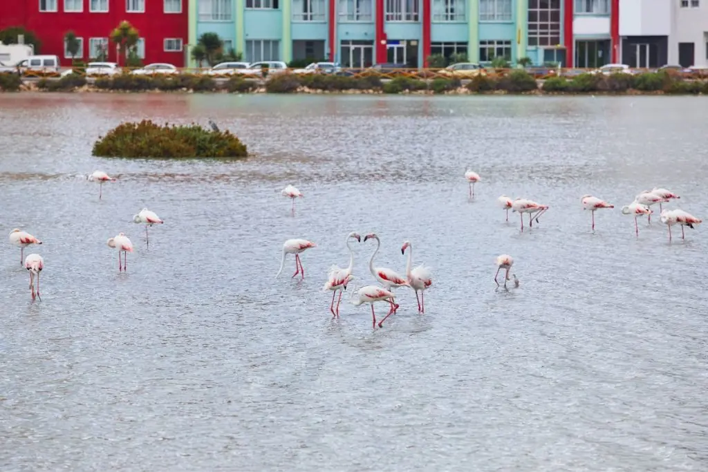 calpe salt flat flamingos