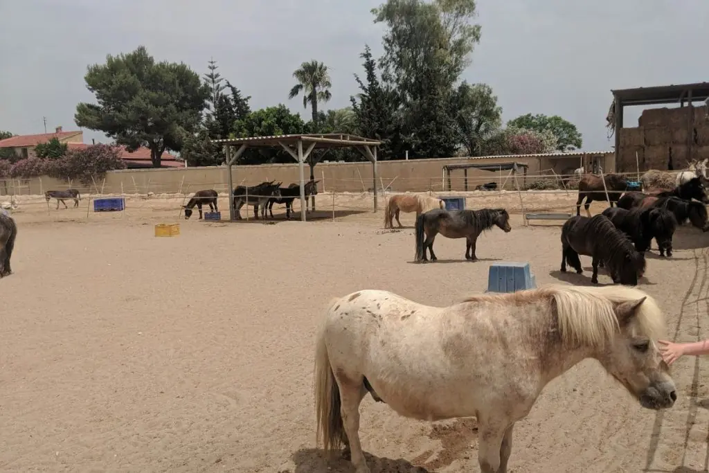 easy horse rescue centre