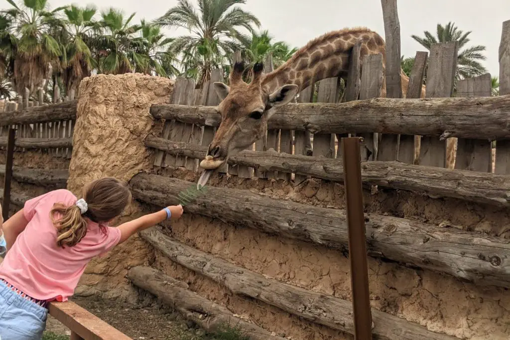 feeding giraffes rio safari