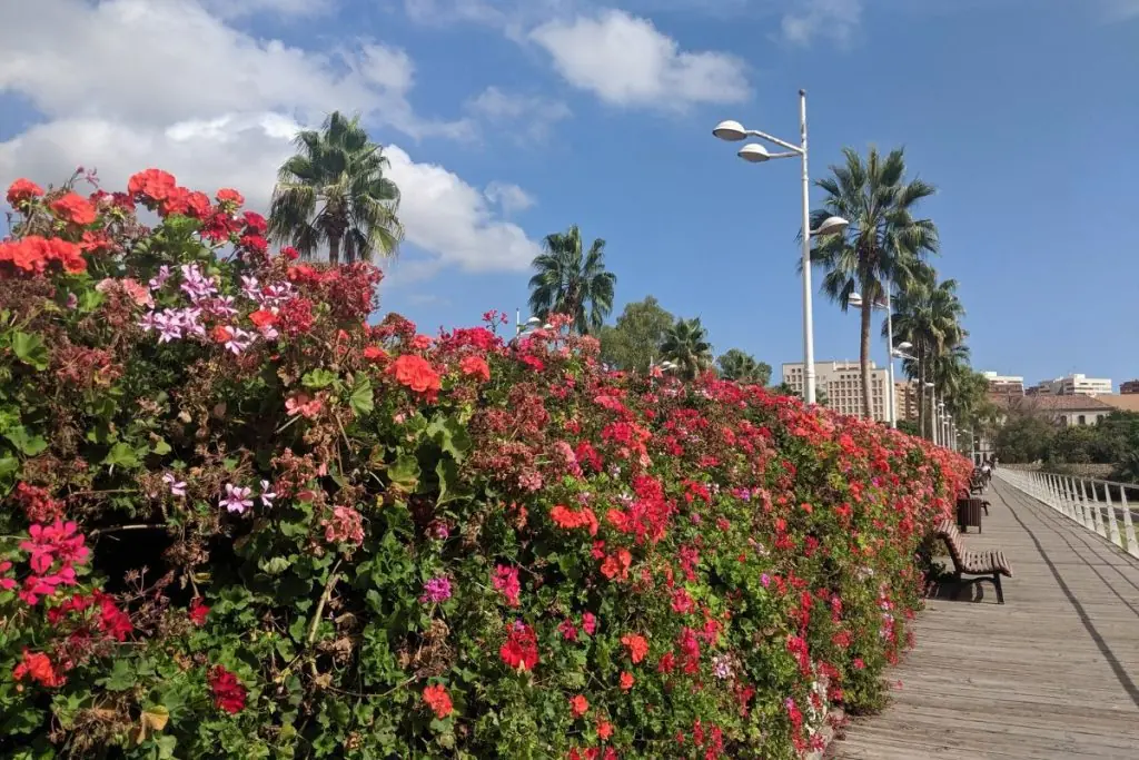 Puente de las floras Valencia