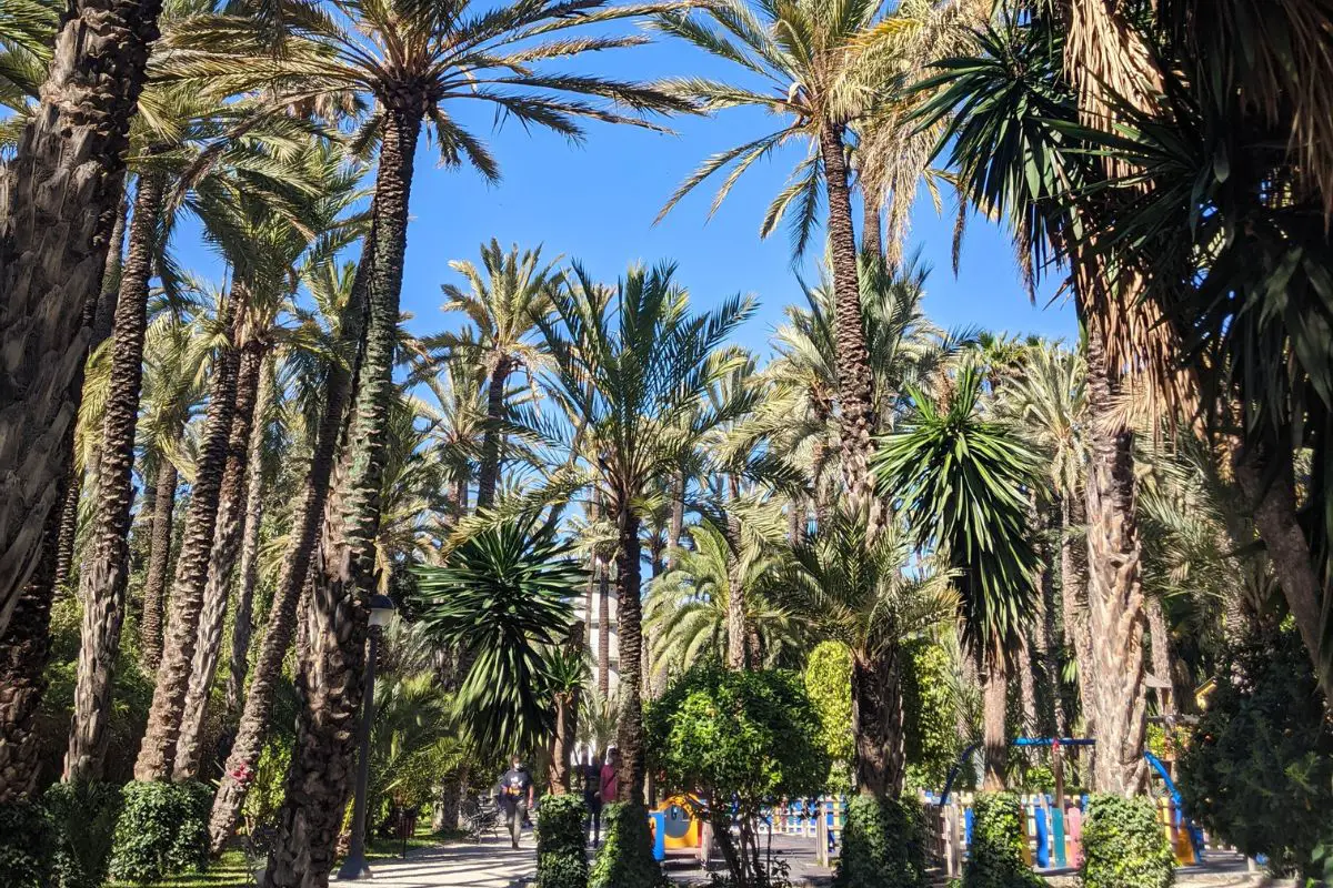 A view of lots of palm trees in the palmeral de elche