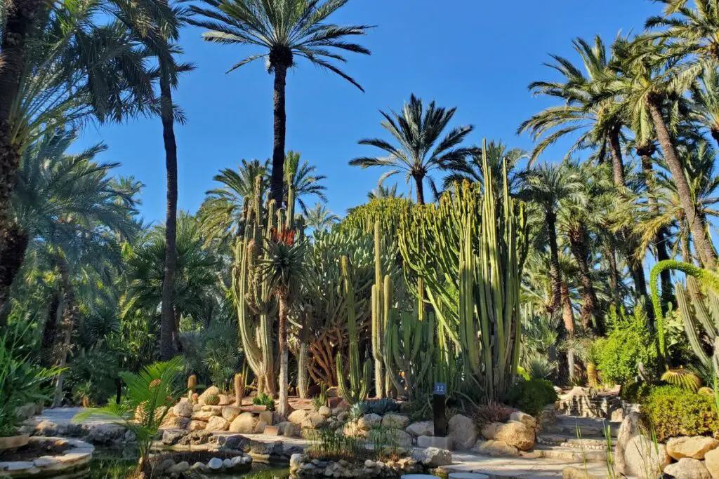 Huerto del Cura garden Elche A view of palm trees, cacti and tropical plants in the Huerto del Cura botanic gardens in Elche