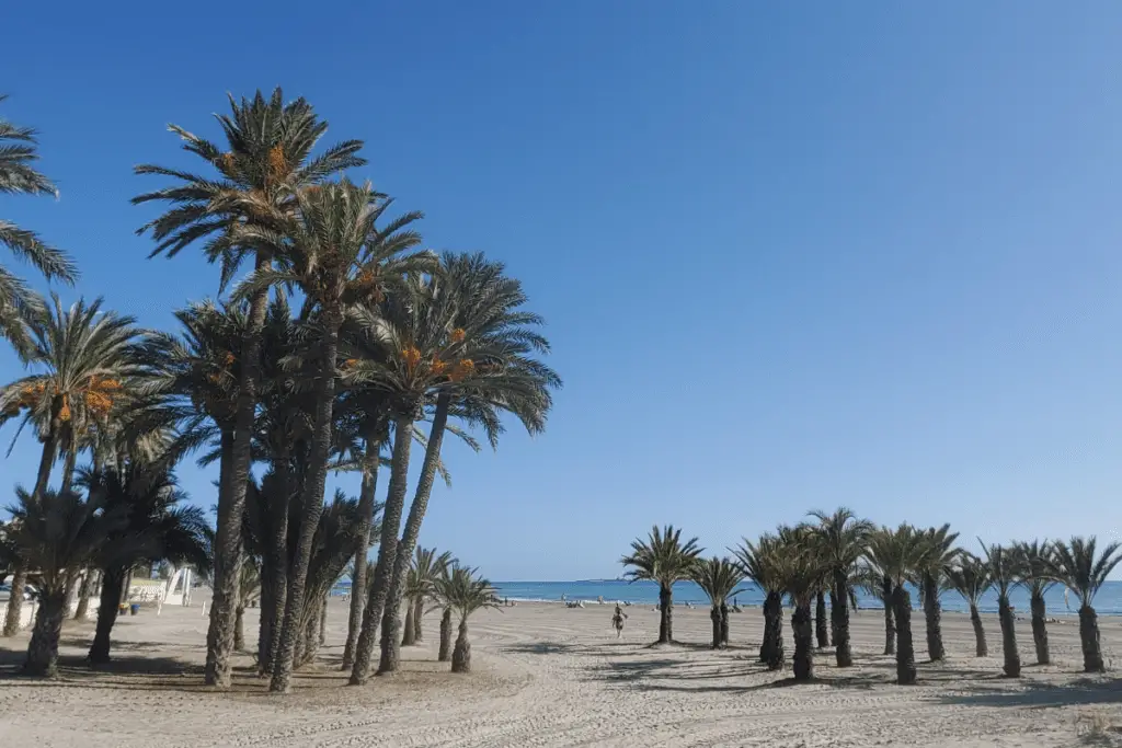 santa pola beach Playa Tamarit sandy beach with palm trees on the sand