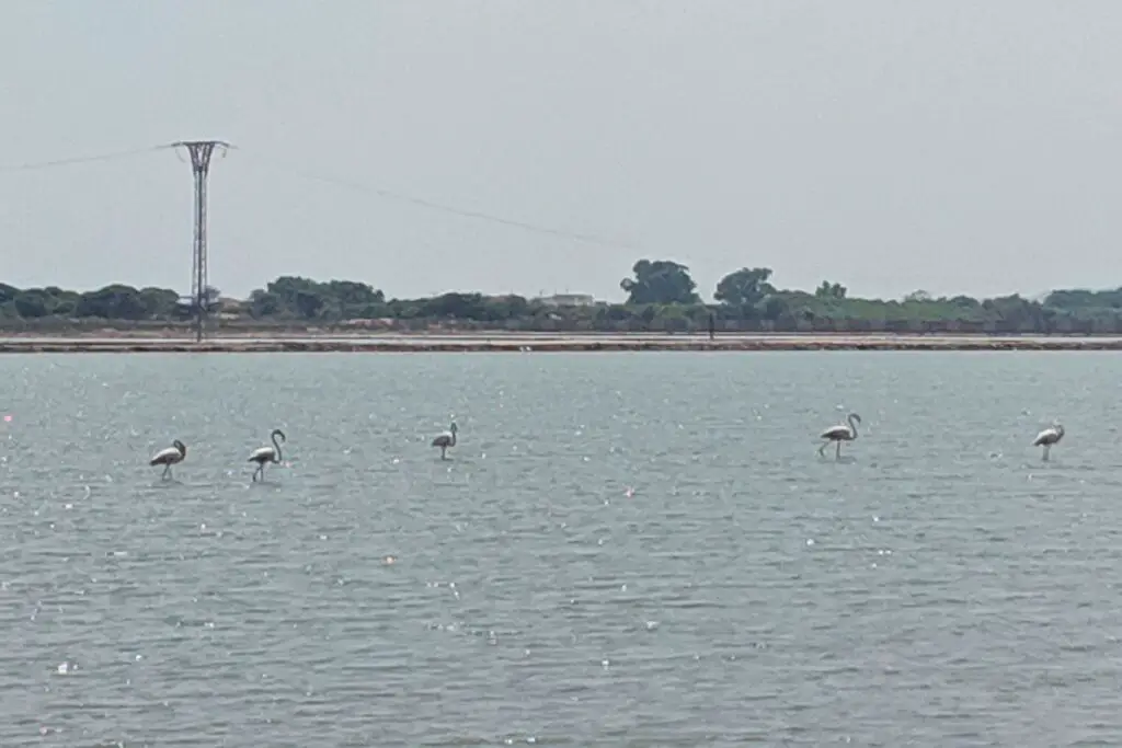 santa pola flamingos Several flamingos stood in the salt lakes at Santa Pola